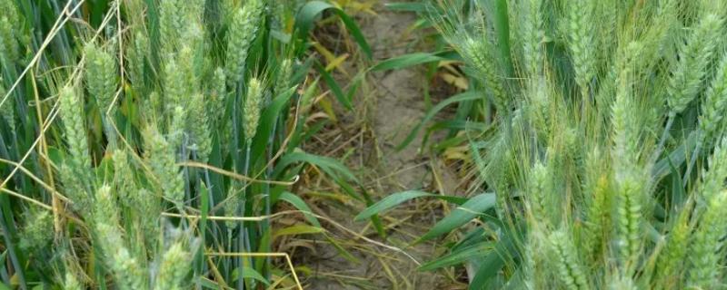 镇麦26小麦品种的特性，春性小麦品种