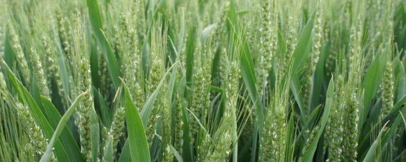 扬麦41小麦种子特征特性，春性小麦品种