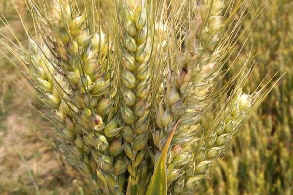 镇麦26小麦品种的特性，春性小麦品种