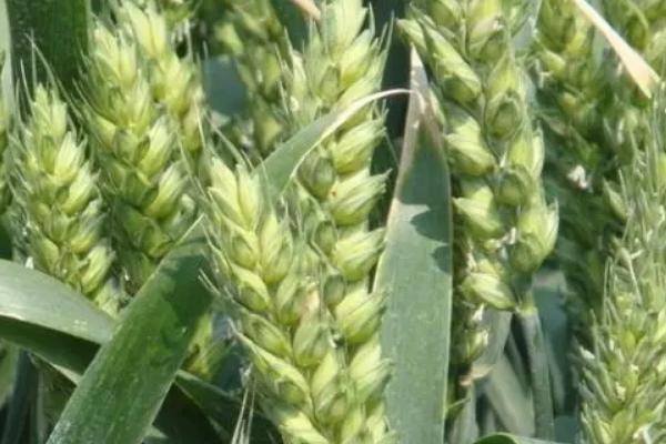 扬麦41小麦种子特征特性，春性小麦品种