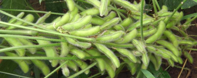 苏黄3号大豆种子简介，一般6月中下旬播种