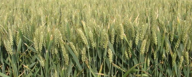 宁洪麦237小麦种简介，每亩有效穗42.4万