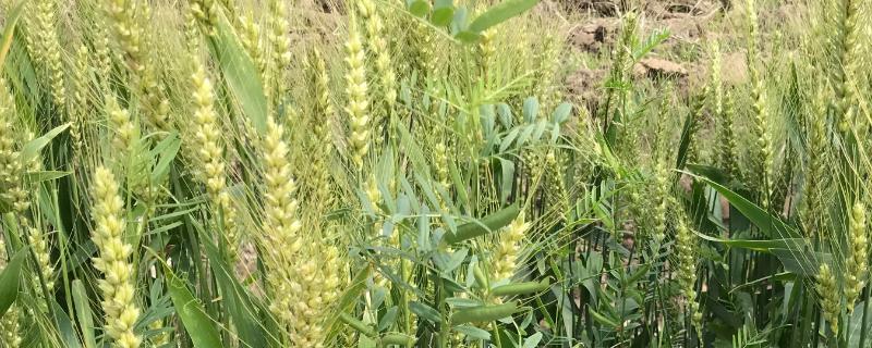 金运麦5号小麦种子简介，推迟播种或中低产田适当增加