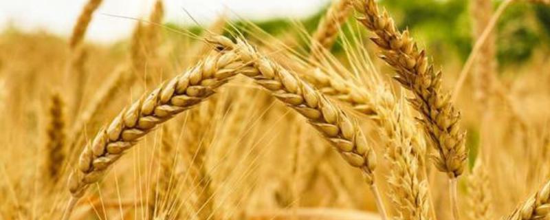 瑞华麦595小麦种子特征特性，每亩有效穗31.4万