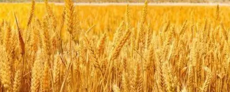 连麦186小麦品种的特性，高抗条锈病