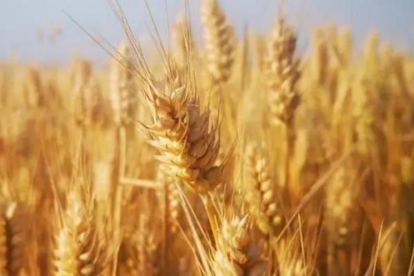 瑞华麦511小麦种子介绍，每亩有效穗43.2万