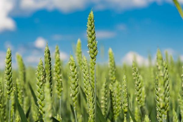 瑞华麦595小麦种子特征特性，每亩有效穗31.4万