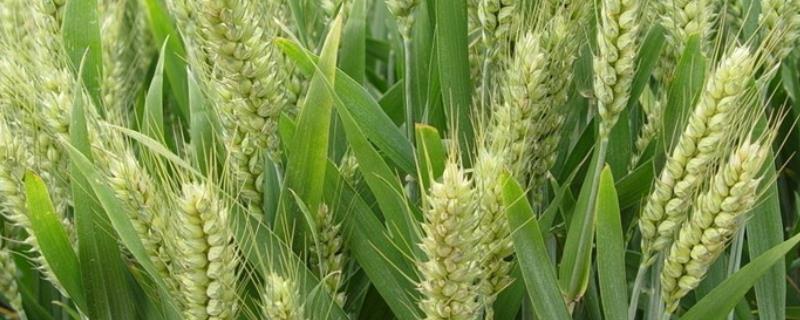 扬富麦106小麦种子特点，推迟播种或中低产田适当增加