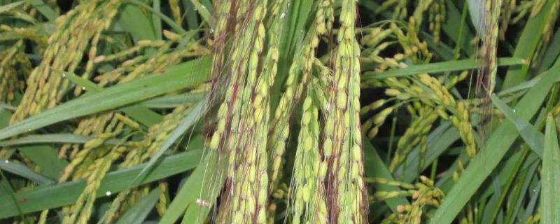 扬农香糯108水稻种子特征特性，综合防治病虫害