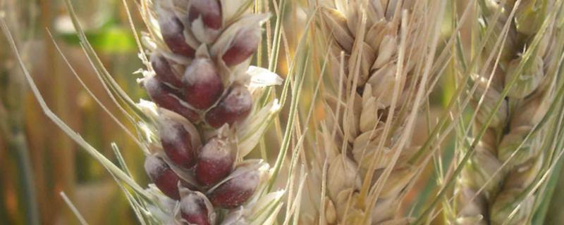 宁麦36小麦种简介，基本苗适期播种每亩15万左右