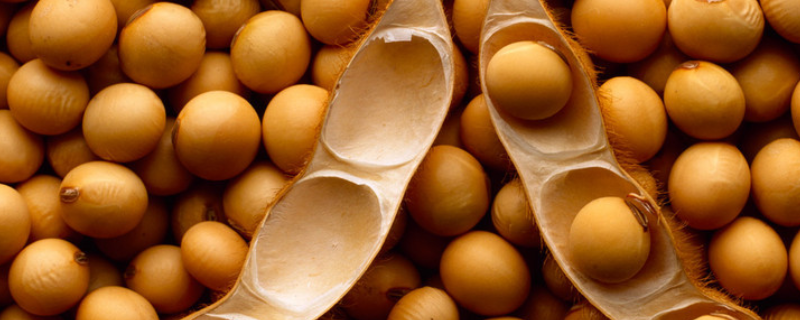 淮豆21大豆品种简介，病虫草害防治