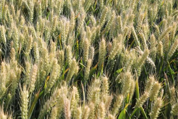 金运麦5号小麦种子简介，推迟播种或中低产田适当增加