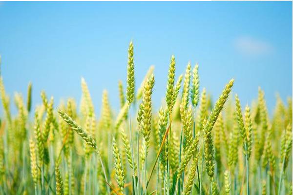 连麦186小麦品种的特性，高抗条锈病