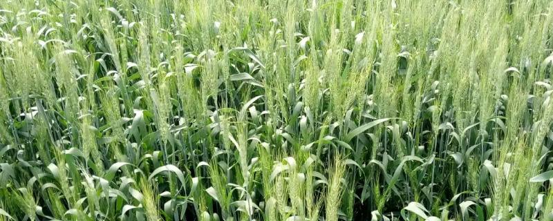 扬江麦1820小麦种子简介，每亩有效穗32.4万