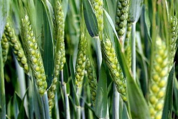 扬江麦1820小麦种子简介，每亩有效穗32.4万