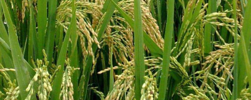 徐稻22号水稻品种的特性，中熟中粳稻早熟常规品种