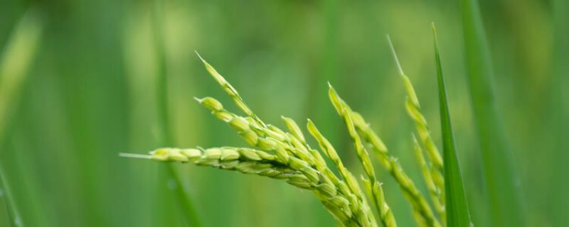 万丰优丝占水稻种子特点，三系杂交籼稻品种