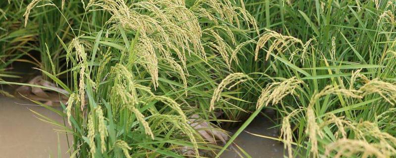 南粳5818水稻种子特征特性，中熟中粳稻常规品种
