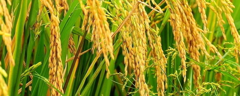 武香粳9050水稻种子介绍，每亩栽插2万穴