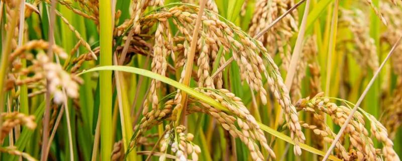 瑞两优1503水稻种子特点，每亩有效穗17.5万