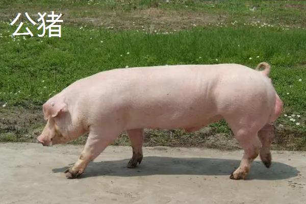 公猪和母猪有什么区别，公猪四肢强健、母猪四肢较小