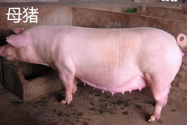 公猪和母猪有什么区别，公猪四肢强健、母猪四肢较小