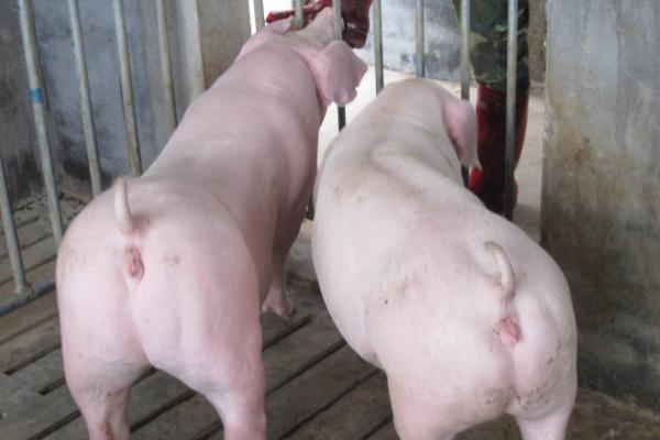 哺乳母猪为什么会急促喘气，可能是肺部感染、热应激等原因所导致