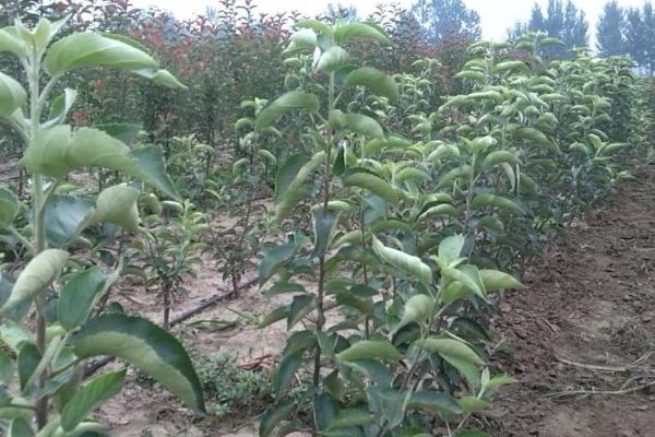 苹果树苗的价格，会受到品种、规格、地区等条件的影响