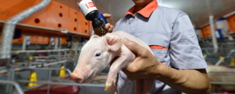 猪瘟疫苗的用法，要根据实际情况决定用量