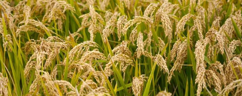 V两优720水稻品种的特性，着粒密度中等