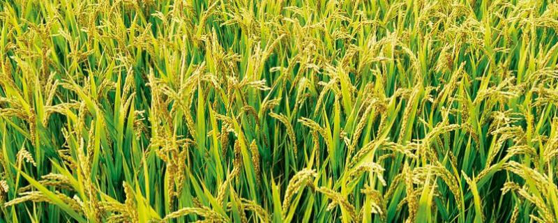 18两优720水稻种子简介，该品种株高中等