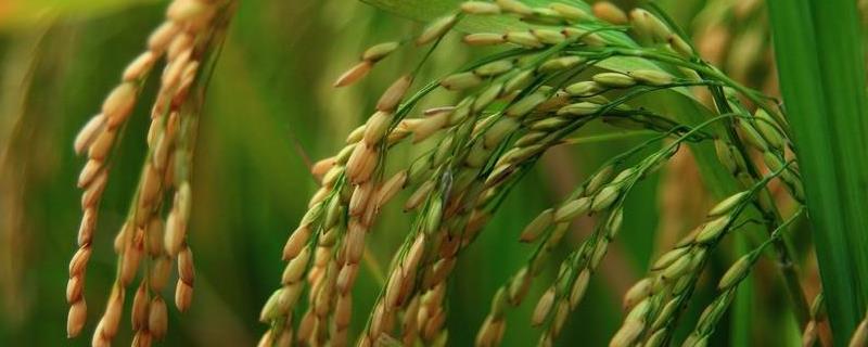 春优17水稻种子特点，注意病虫害防治