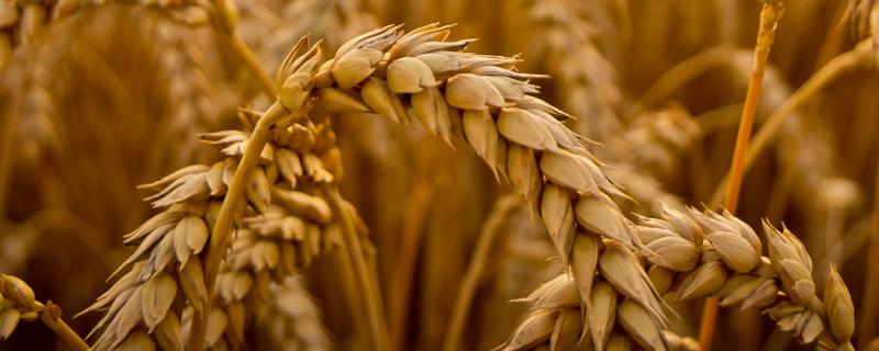 黄淮101小麦种子特征特性，为中筋品种