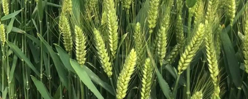 嘉麦159小麦种子介绍，属半冬性品种