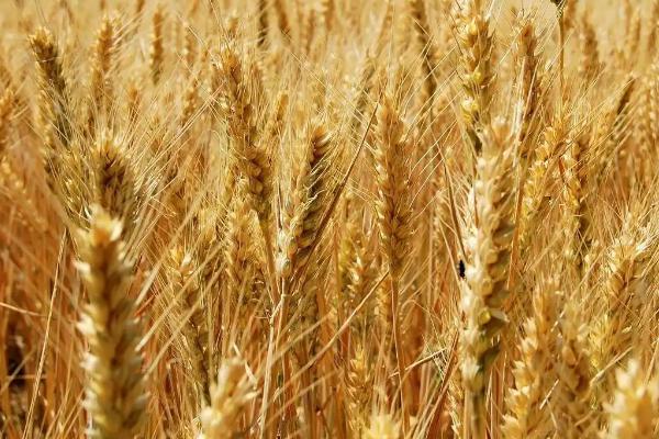 宿7034小麦种子特征特性，每亩16－18万基本苗