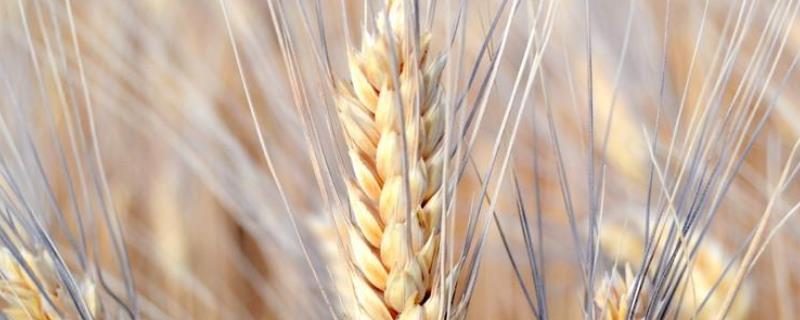富麦999小麦种子特点，全生育期222.7天