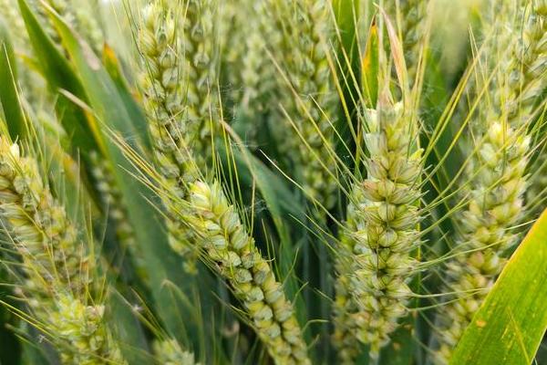 东昌199小麦品种简介，属半冬性品种