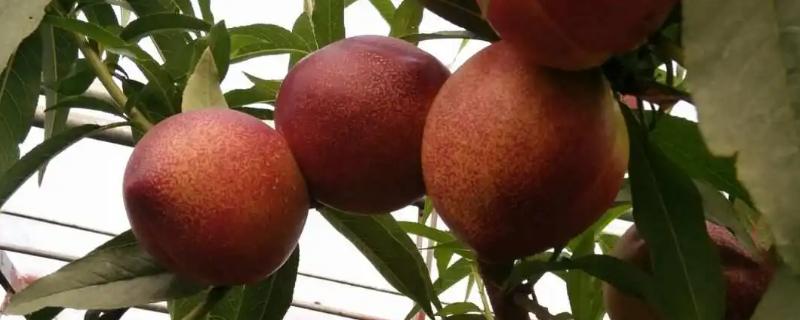 油桃树疏花疏果技术，疏花通常在花蕾期和花期进行