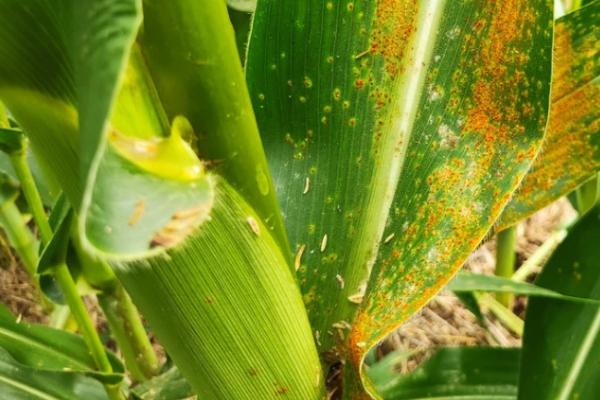 玉米红锈病的发生原因，越冬病菌的孢子会在春季萌发、并开始传播扩散