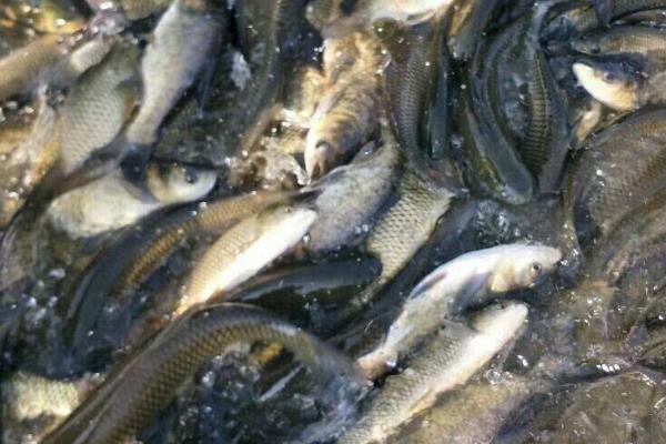 草鱼能够和虾混养的原因，会吞食即将死亡的虾类、减少疾病传播