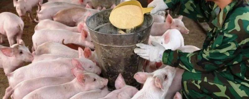 猪的料肉比怎么算，料肉比等于消耗饲料总量除增重总量