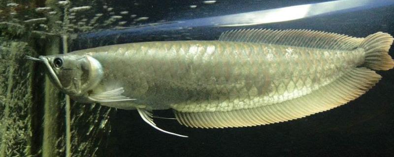 银龙鱼是不是热带鱼，属于热带鱼、对水温的变化较敏感