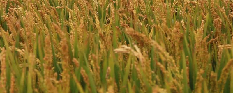 色香优莉丝水稻种子简介，大田用种量每亩1.5公斤
