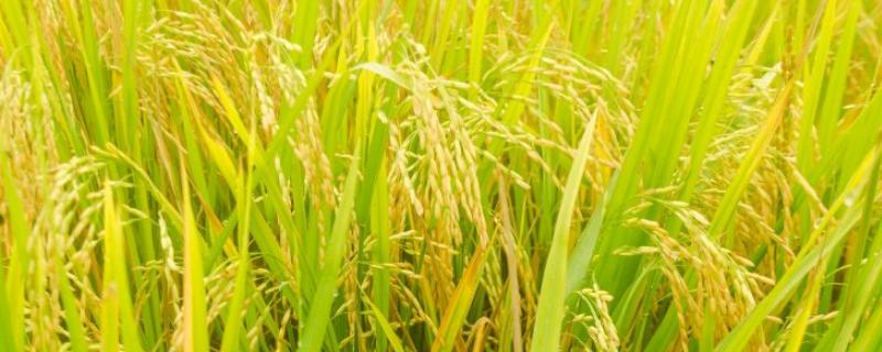 中组126水稻种子特点，3月底播种