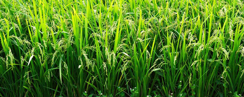 井冈香粘水稻种子特点，6月下旬播种