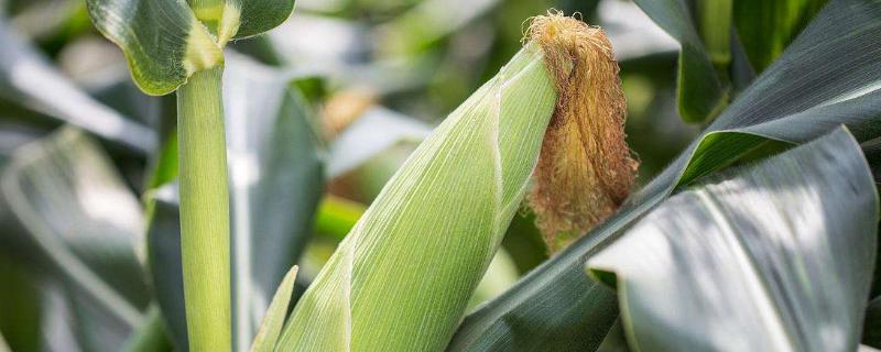 豫丰909玉米品种的特性，适宜密度4500株/亩