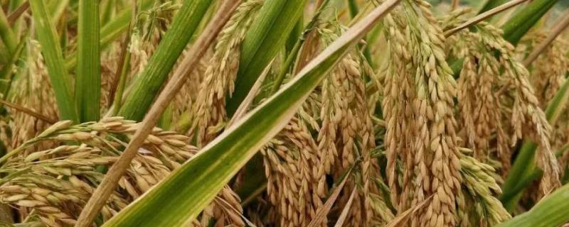 岑山玉晶水稻种子特征特性，秧田亩播种量30公斤