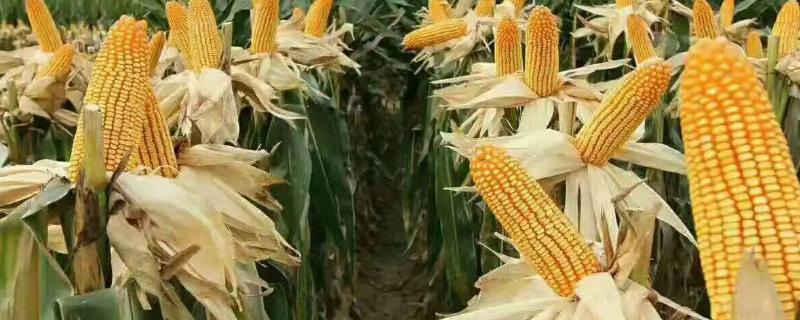 漯玉2001玉米种子特点，适宜密度4500株/亩