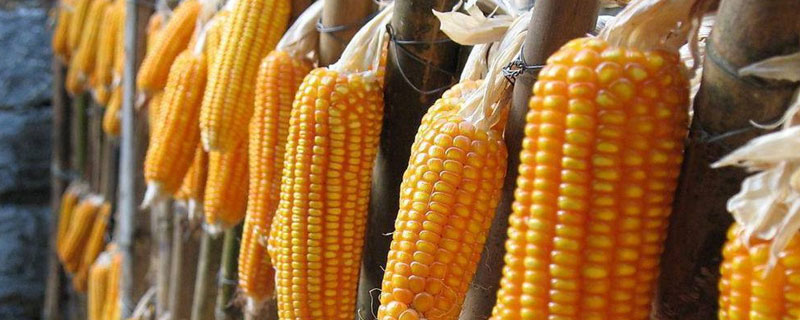 安玉707玉米种子介绍，适宜密度4500株/亩