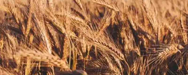 小麦追肥时间，多在冬前追施